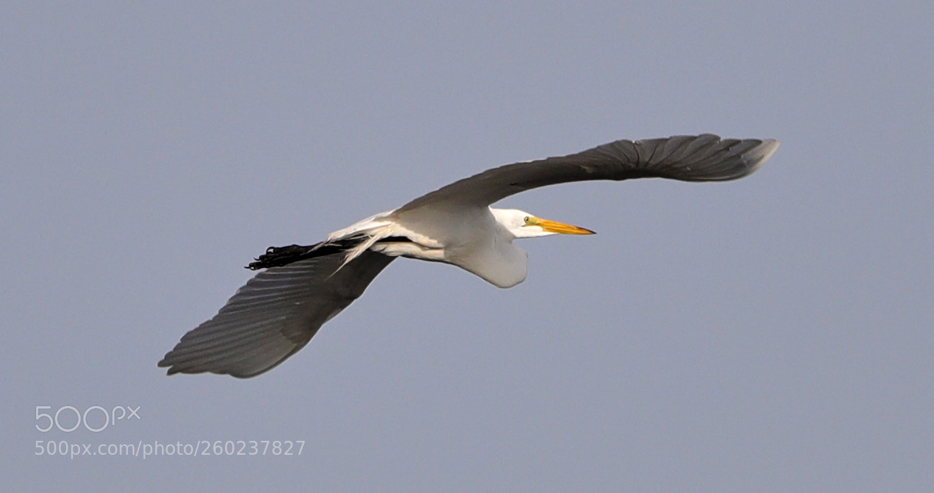 Canon EOS-1D X Mark II sample photo. 05-31-18-0020609.jpg photography
