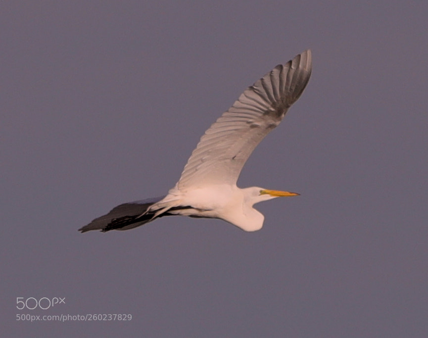 Canon EOS-1D X Mark II sample photo. 05-31-18-0020605.jpg photography