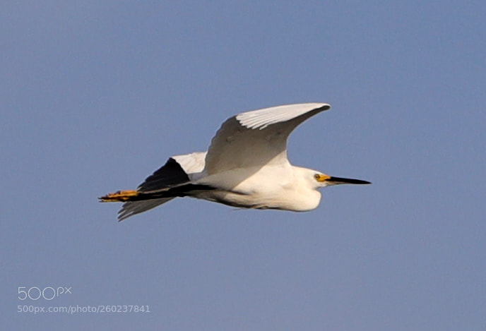Canon EOS-1D X Mark II sample photo. 05-31-18-0020604.jpg photography