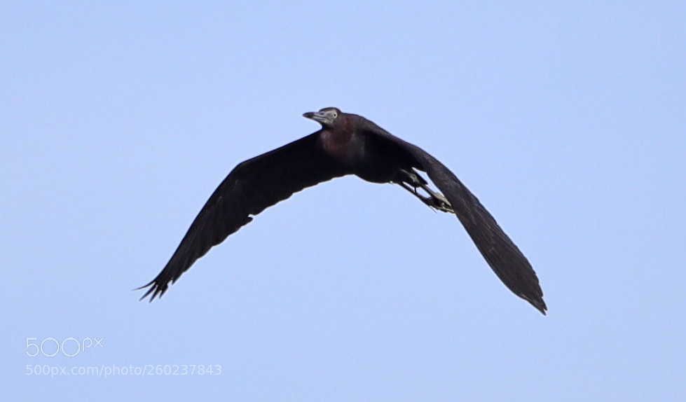 Canon EOS-1D X Mark II sample photo. 05-31-18-0020602.jpg photography