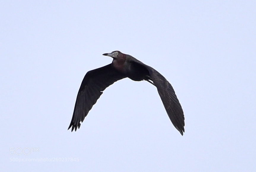 Canon EOS-1D X Mark II sample photo. 05-31-18-0020603.jpg photography