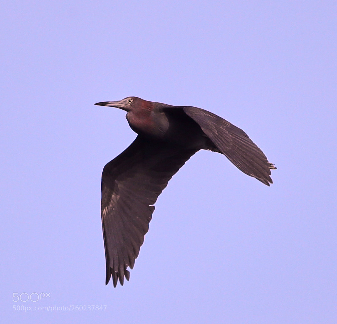 Canon EOS-1D X Mark II sample photo. 05-31-18-0020601.jpg photography