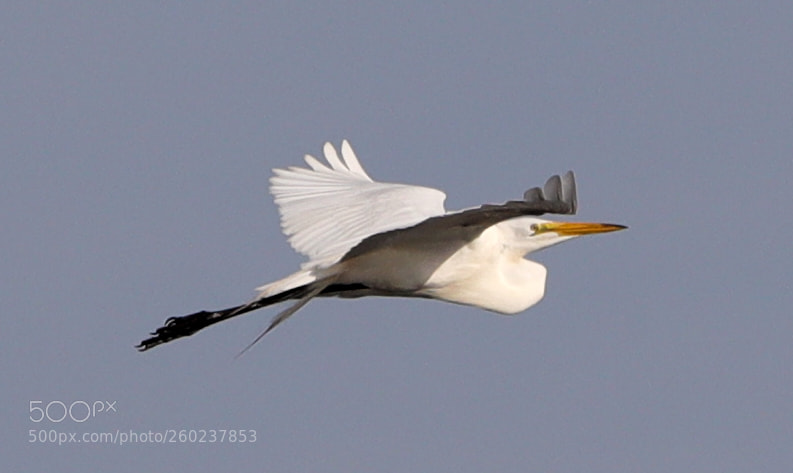 Canon EOS-1D X Mark II sample photo. 05-31-18-0020606.jpg photography
