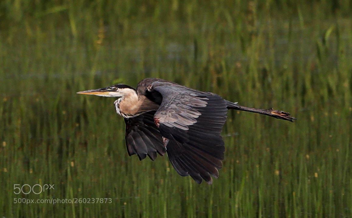 Canon EOS-1D X Mark II sample photo. 05-31-18-0020594 1.jpg photography