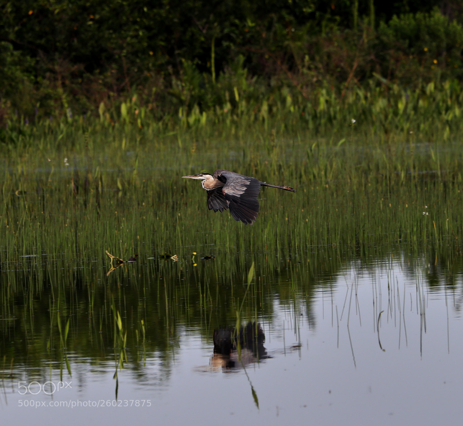 Canon EOS-1D X Mark II sample photo. 05-31-18-0020594.jpg photography