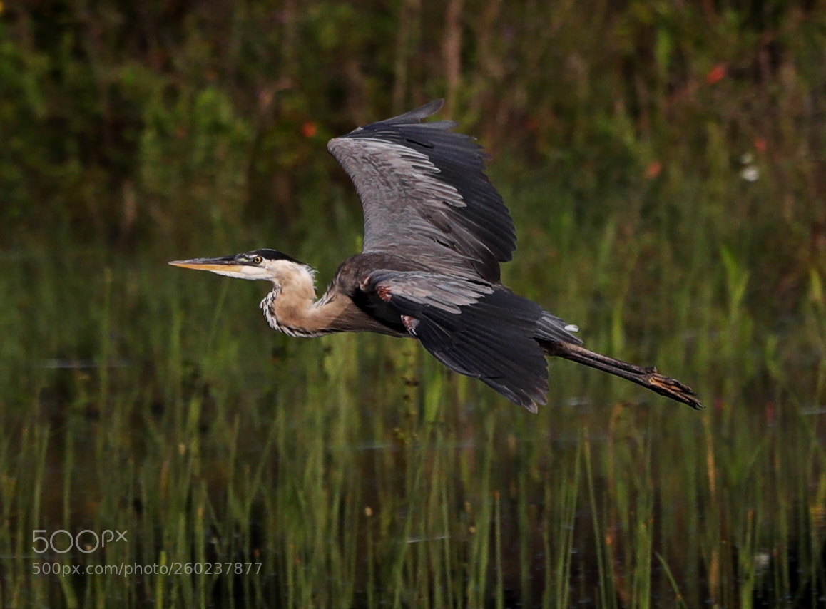 Canon EOS-1D X Mark II sample photo. 05-31-18-0020593.jpg photography