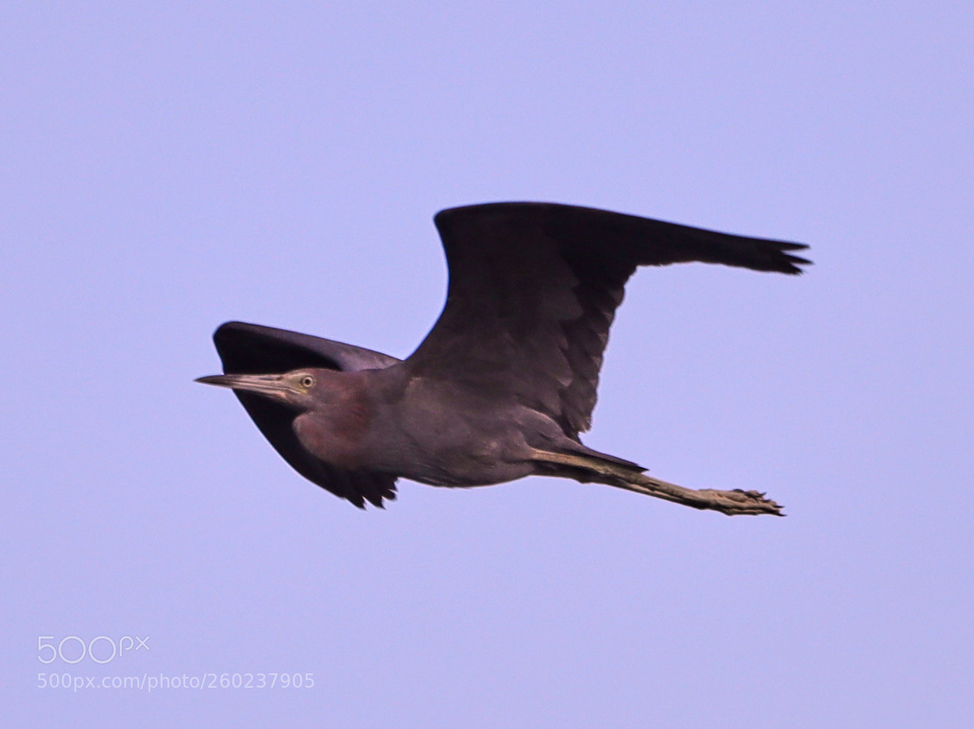 Canon EOS-1D X Mark II sample photo. 05-31-18-0020584.jpg photography