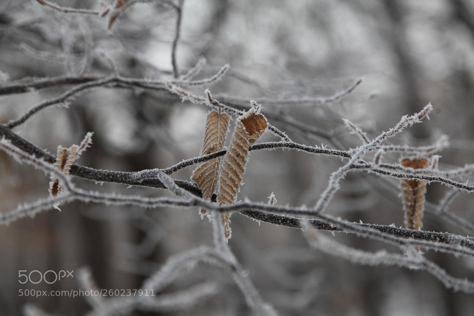 Canon EF 24-105mm F4L IS USM sample photo. *** photography