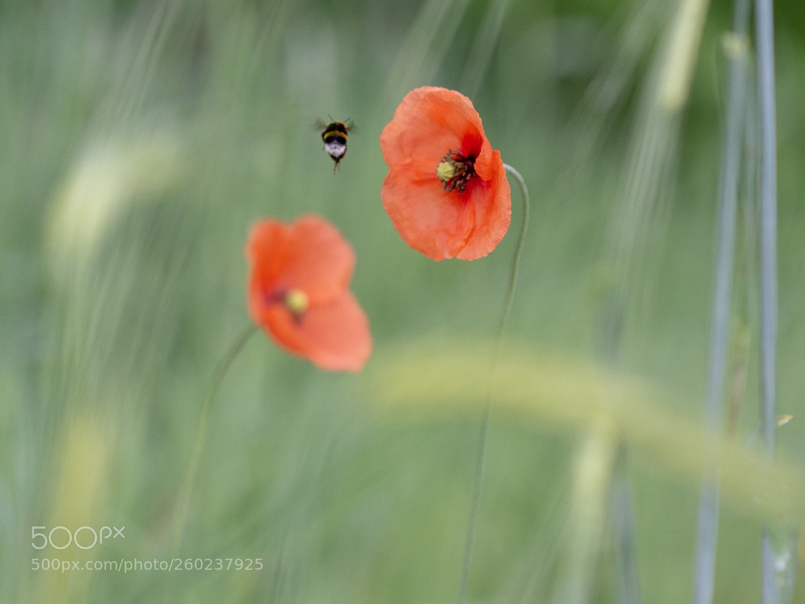 Nikon D7200 sample photo. Between worlds photography