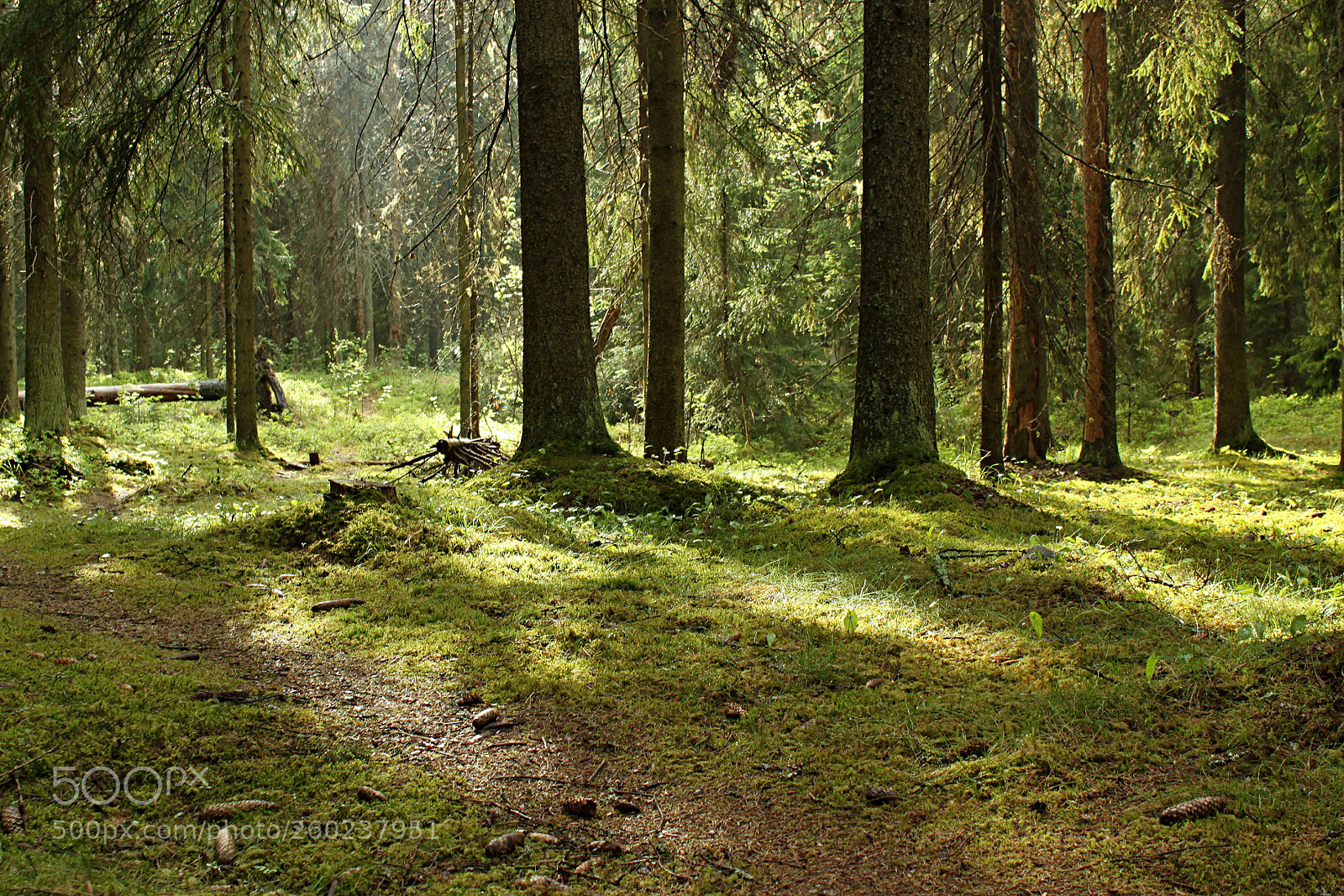 Canon EOS 500D (EOS Rebel T1i / EOS Kiss X3) sample photo. Forest photography