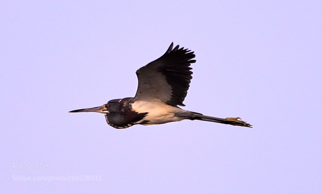 Canon EOS-1D X Mark II sample photo. 05-31-18-0020574.jpg photography