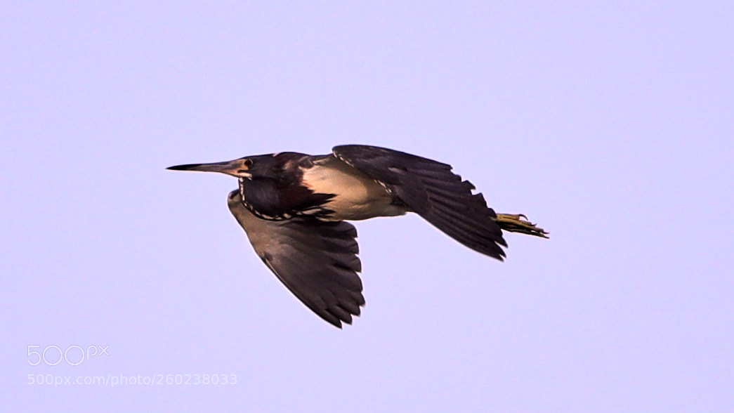 Canon EOS-1D X Mark II sample photo. 05-31-18-0020575.jpg photography