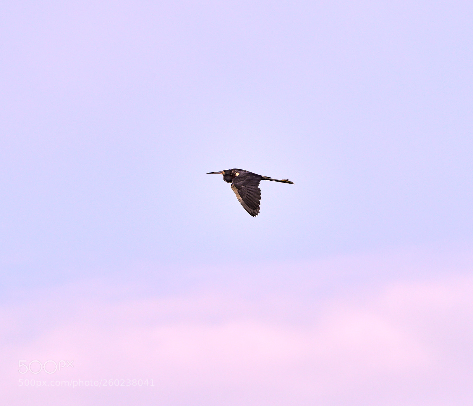 Canon EOS-1D X Mark II sample photo. 05-31-18-0020573 1.jpg photography