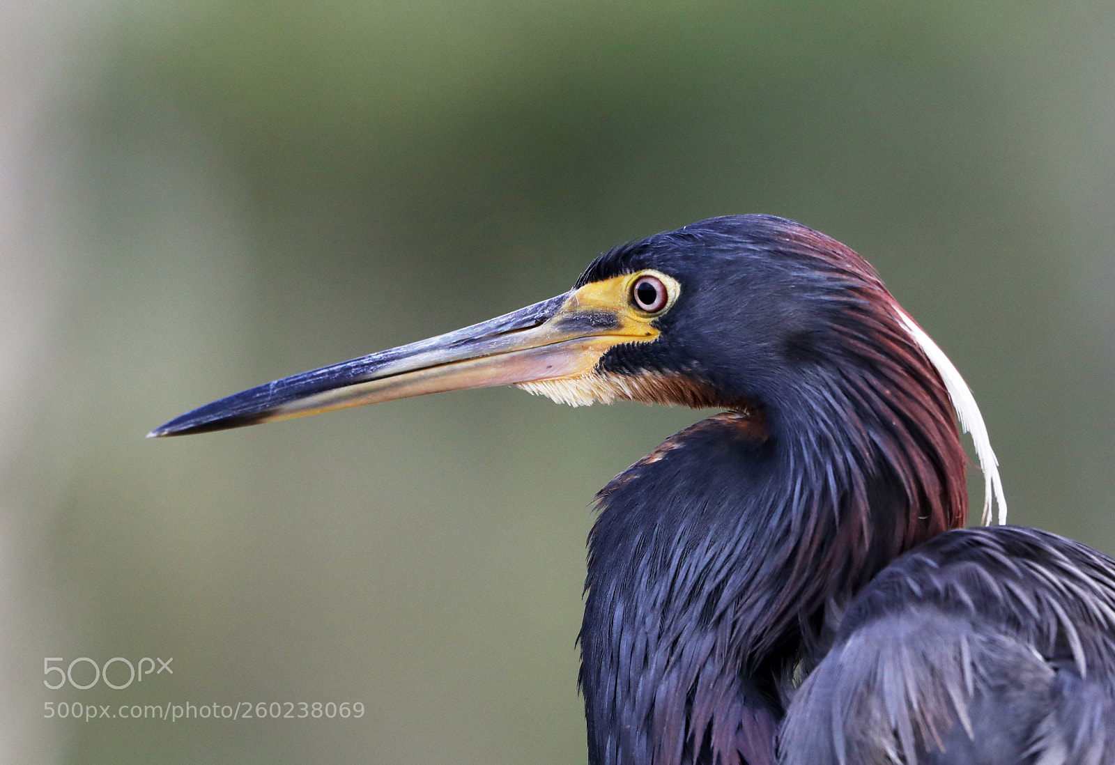 Canon EOS-1D X Mark II sample photo. 05-31-18-0020565.jpg photography