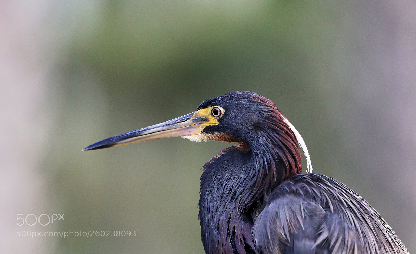 Canon EOS-1D X Mark II sample photo. 05-31-18-0020564.jpg photography