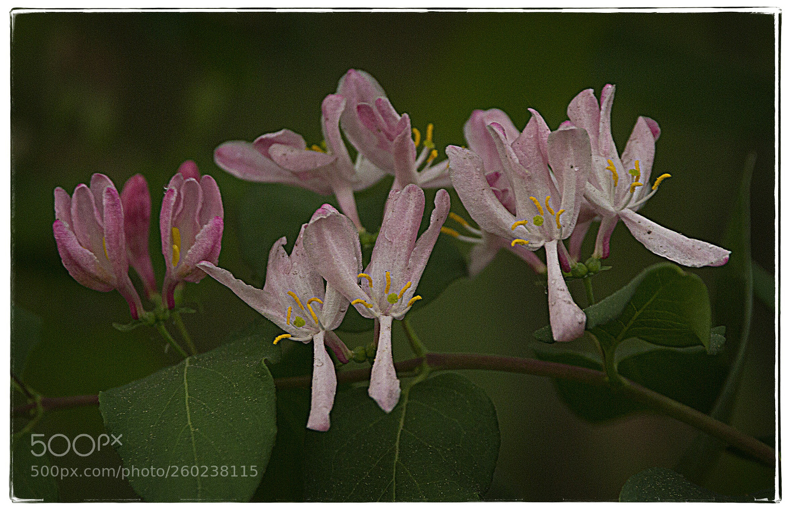 Canon EOS 7D sample photo. Pink flowers. photography