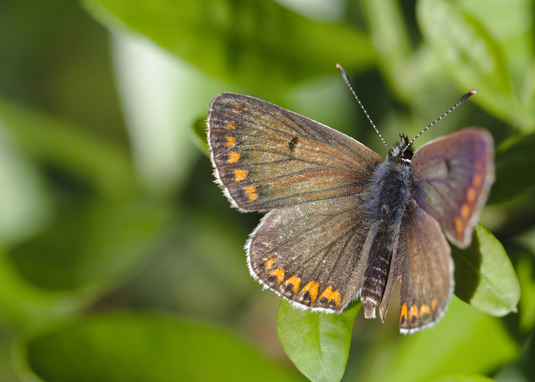 Canon EOS 700D (EOS Rebel T5i / EOS Kiss X7i) + Canon EF 100mm F2.8L Macro IS USM sample photo. Brown argus - aricia agestis photography