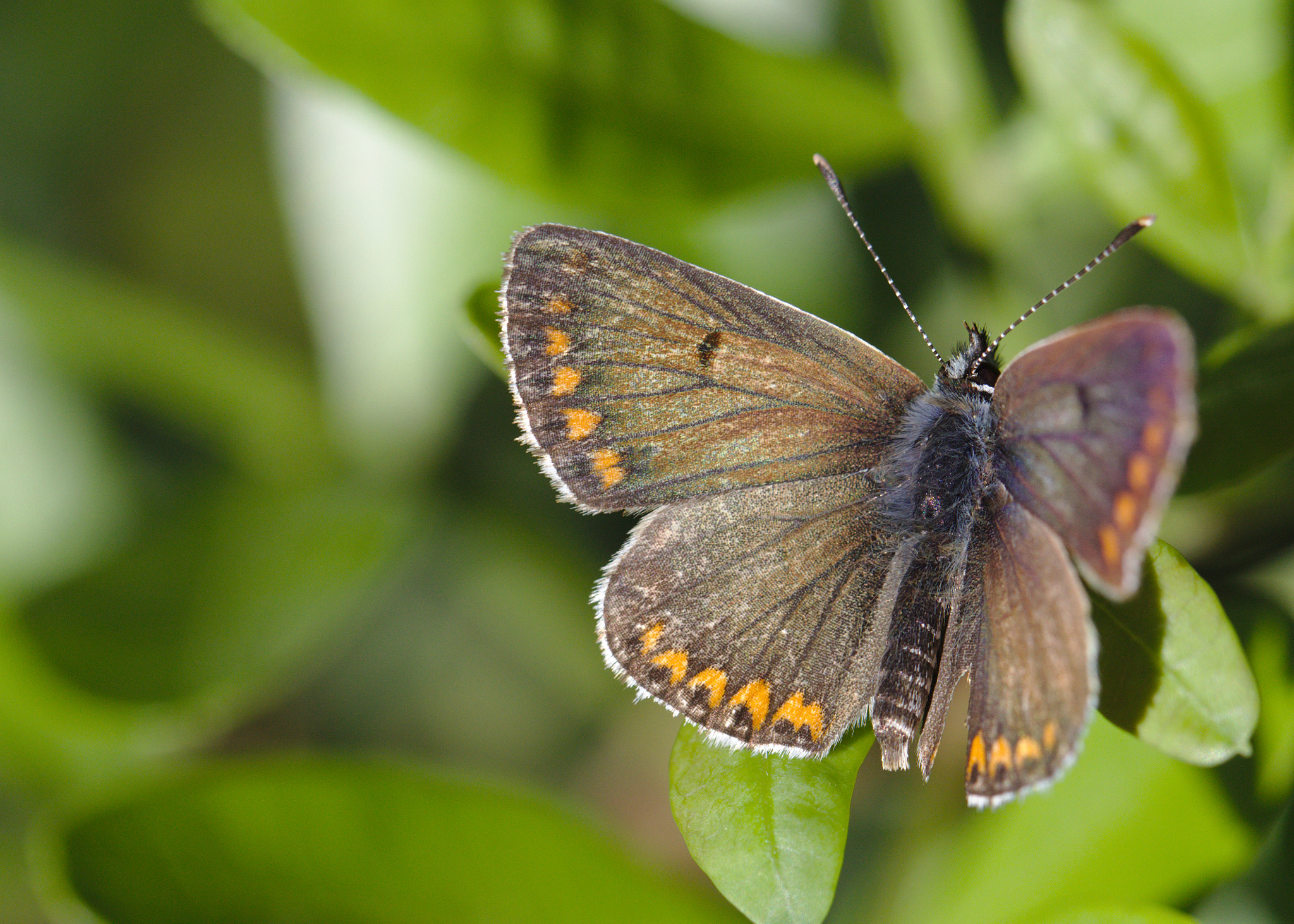 Canon EF 100mm F2.8L Macro IS USM sample photo. Brown argus - aricia agestis photography
