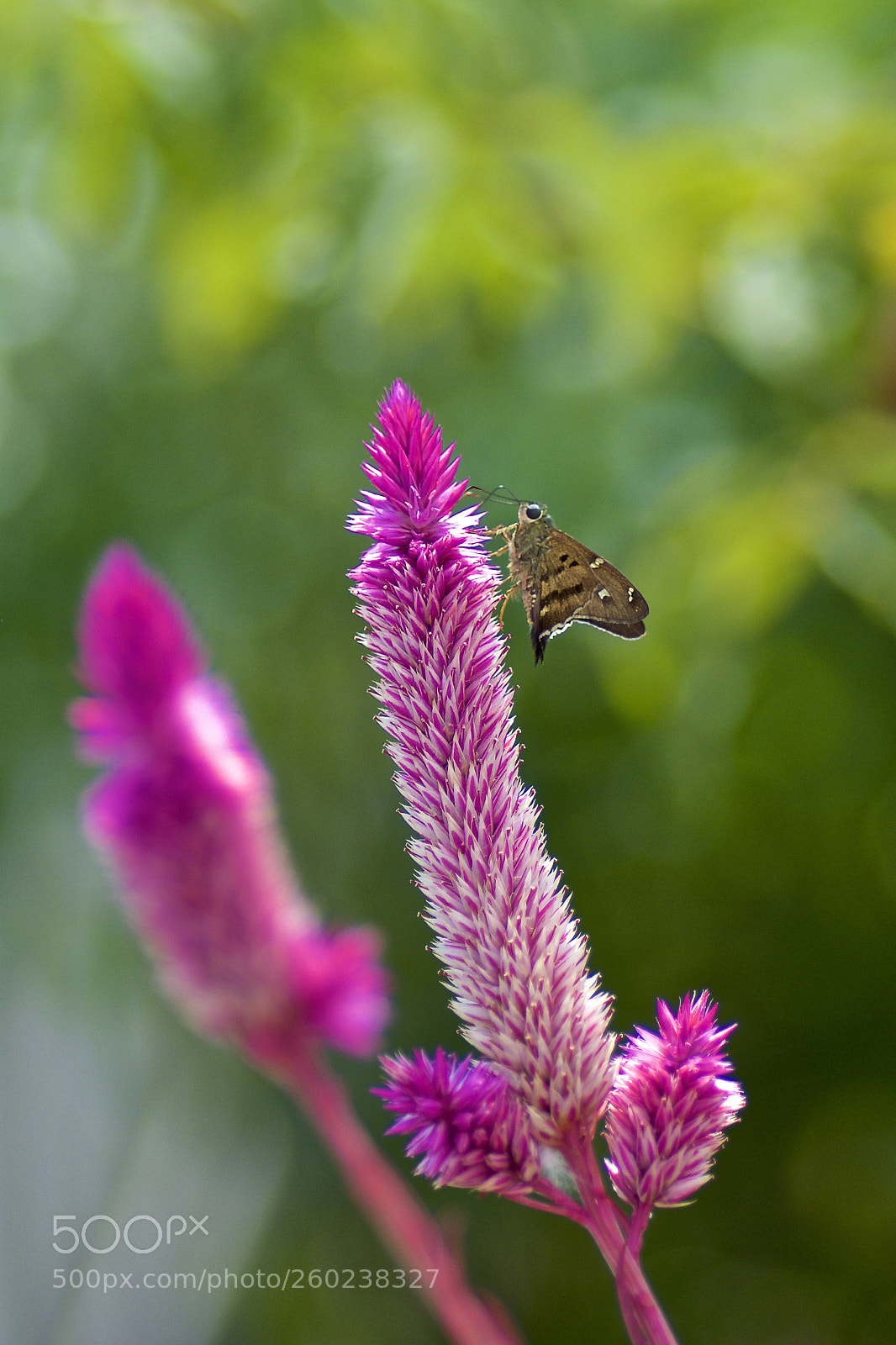 Nikon D7100 sample photo. Gently photography