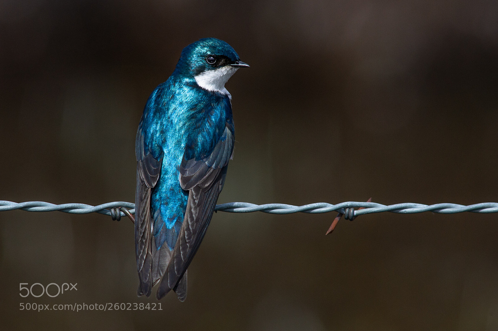 Nikon D3S sample photo. Tree swallow photography