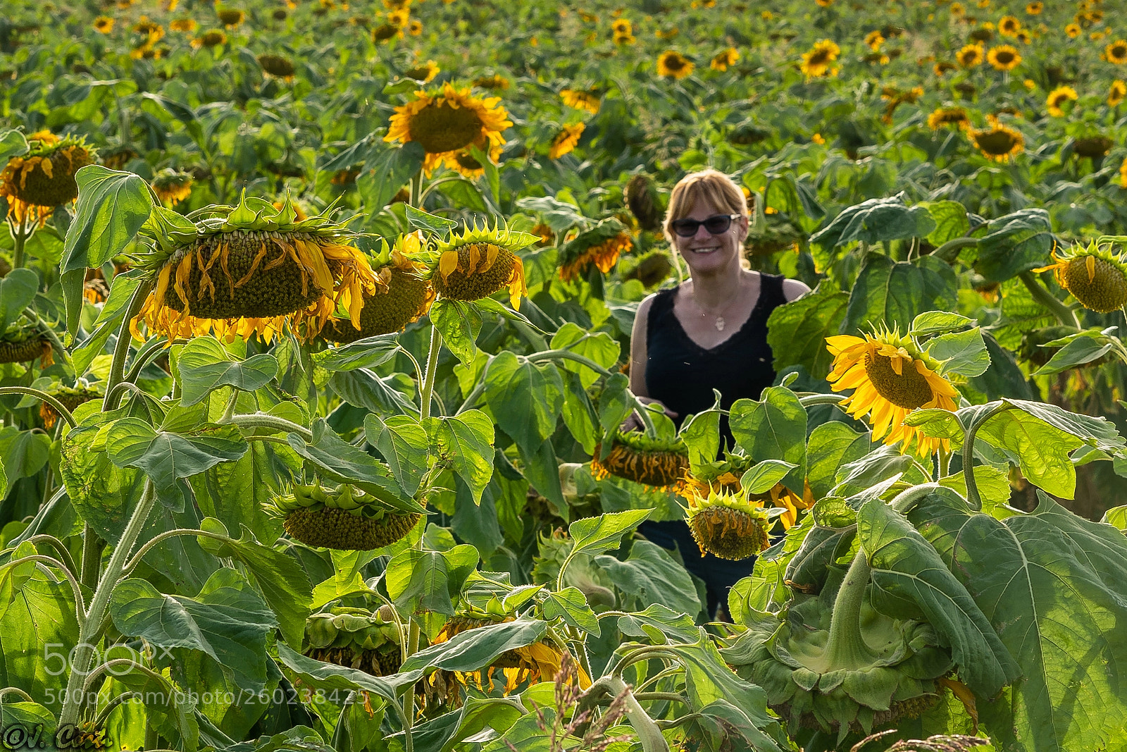 Sony a7 III sample photo. In the sunflowers seed photography