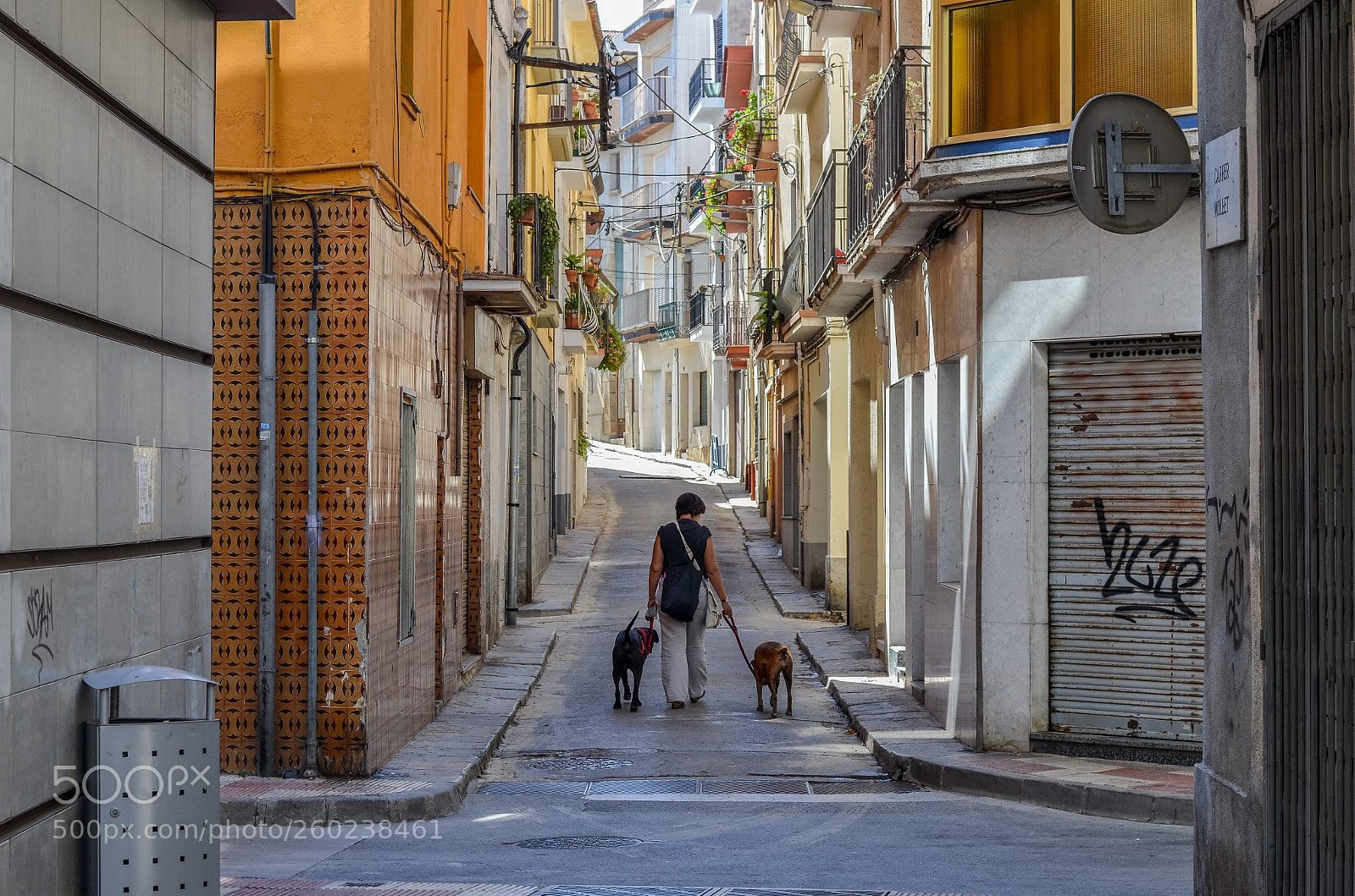 Nikon D5100 sample photo. Dog walking photography