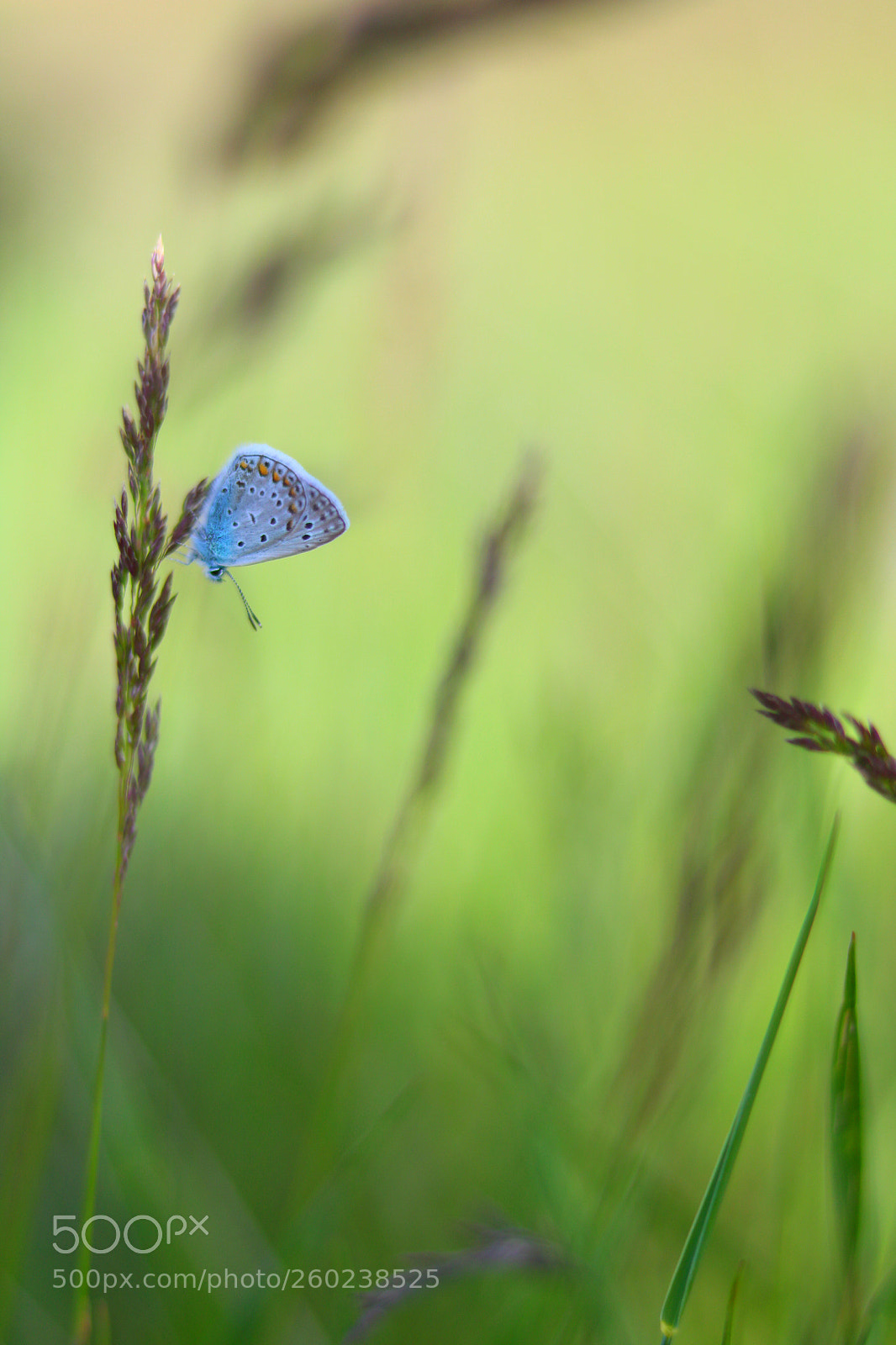 Canon EOS 760D (EOS Rebel T6s / EOS 8000D) sample photo. Butterfly photography