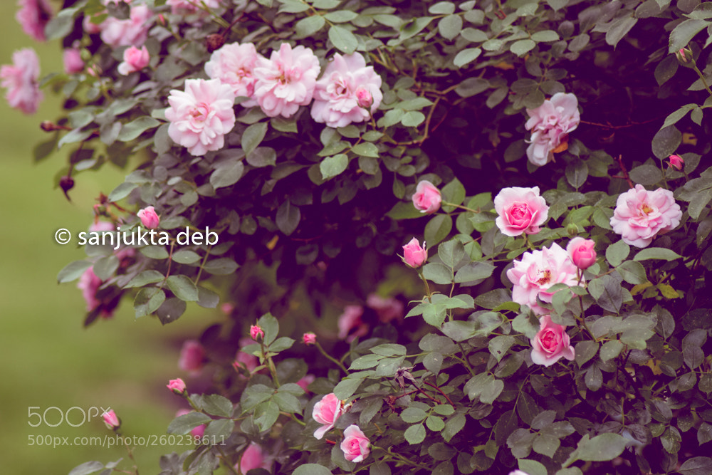 Nikon D3300 sample photo. Old roses photography