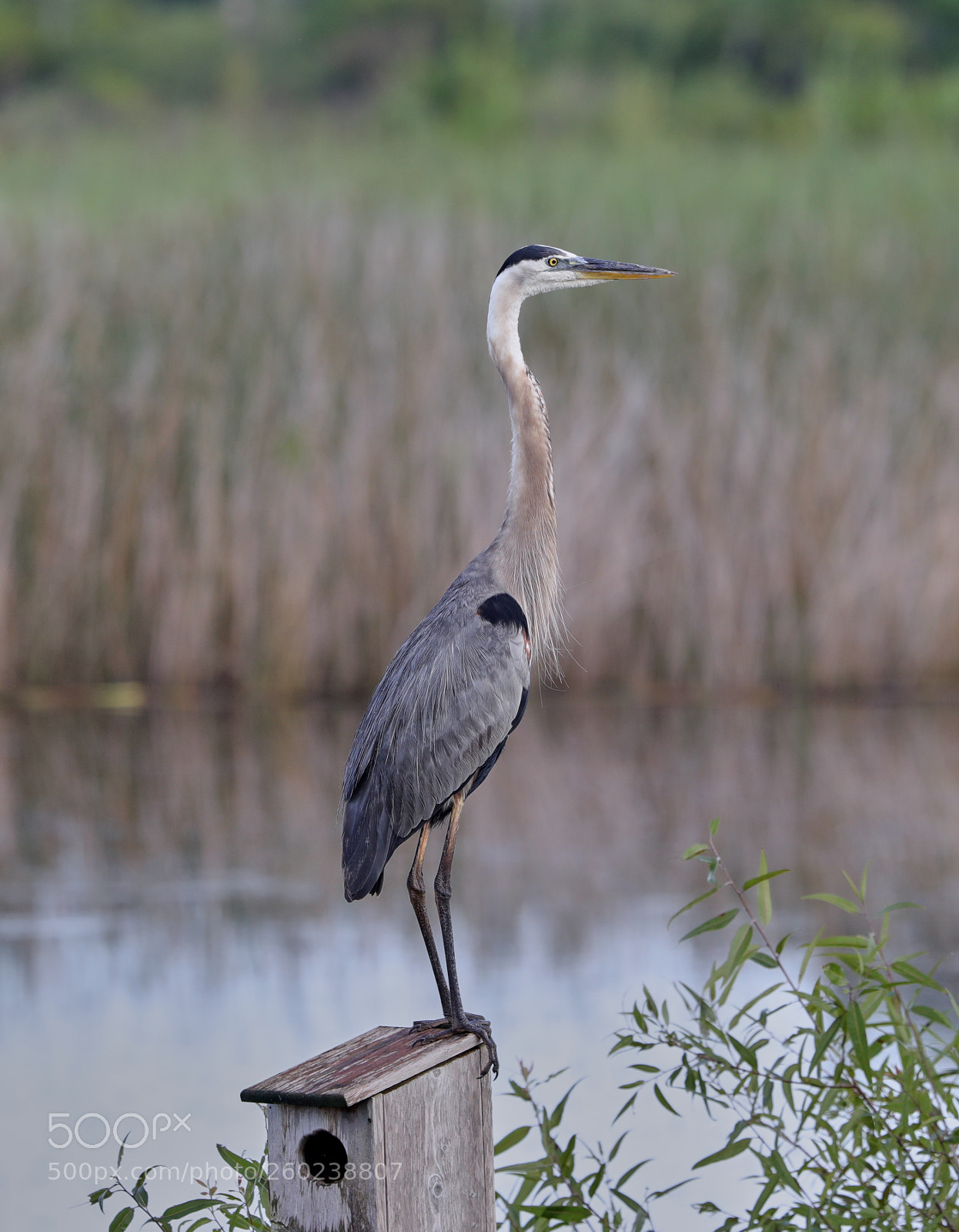 Canon EOS-1D X Mark II sample photo. 05-31-18-0020550.jpg photography