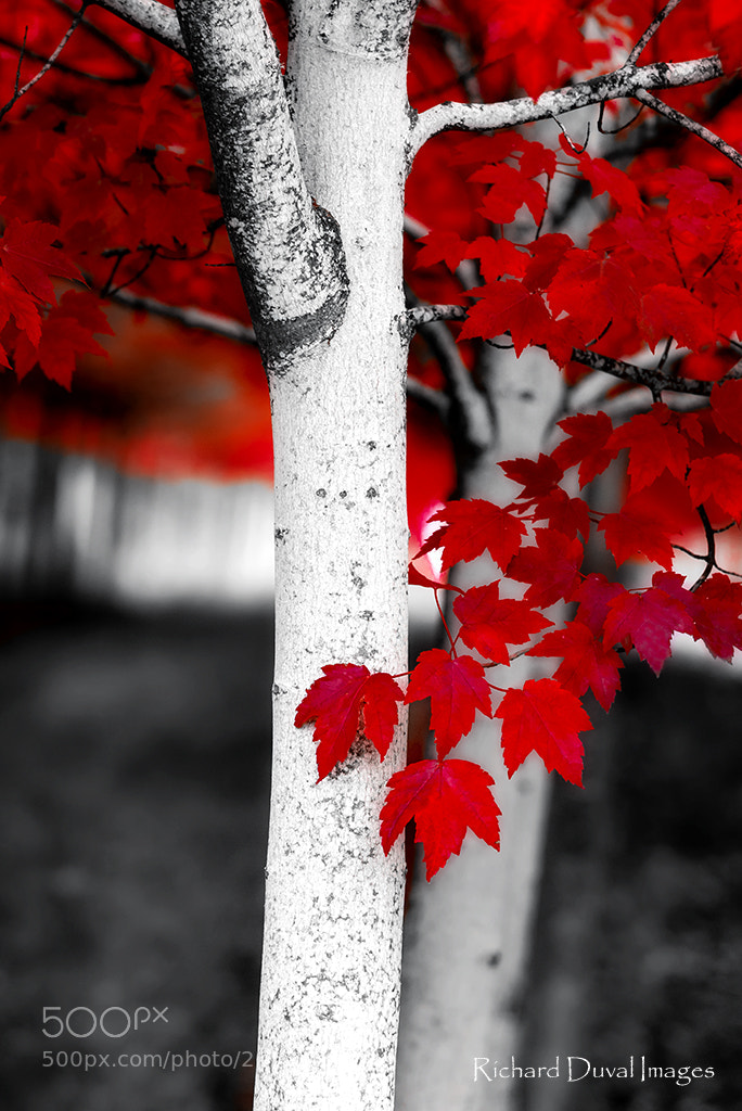 Nikon D700 sample photo. Red leaves photography