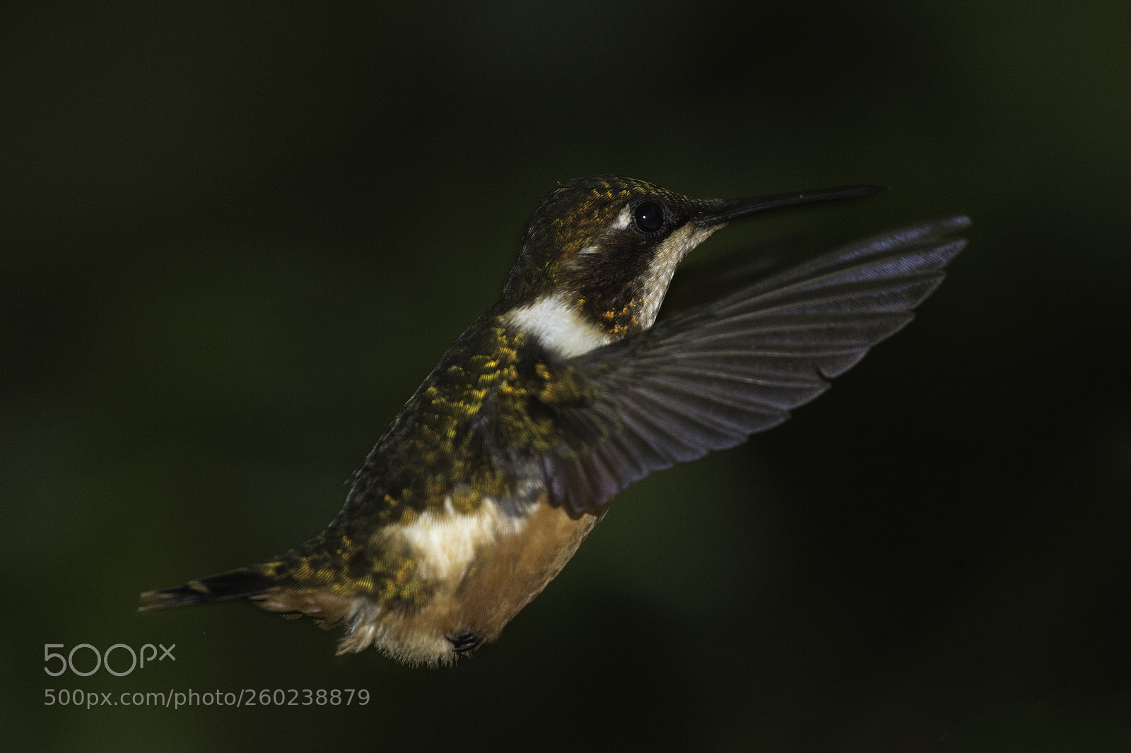 Canon EOS 7D Mark II sample photo. Humming bird in flight photography
