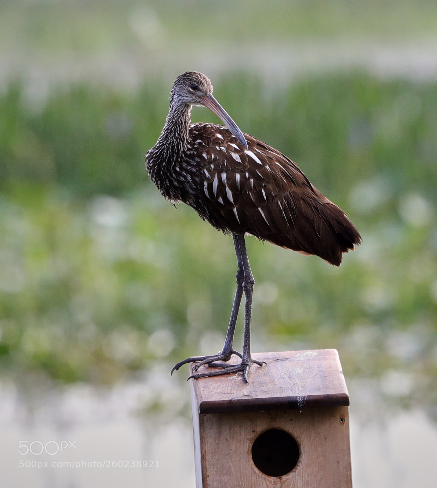 Canon EOS-1D X Mark II sample photo. 05-31-18-0020541.jpg photography