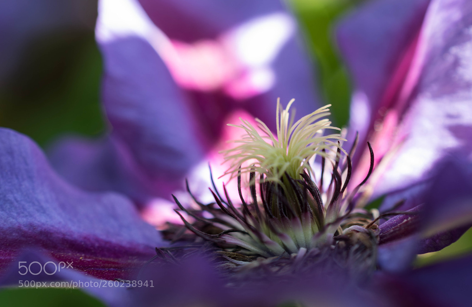 Nikon D5600 sample photo. Clematis photography