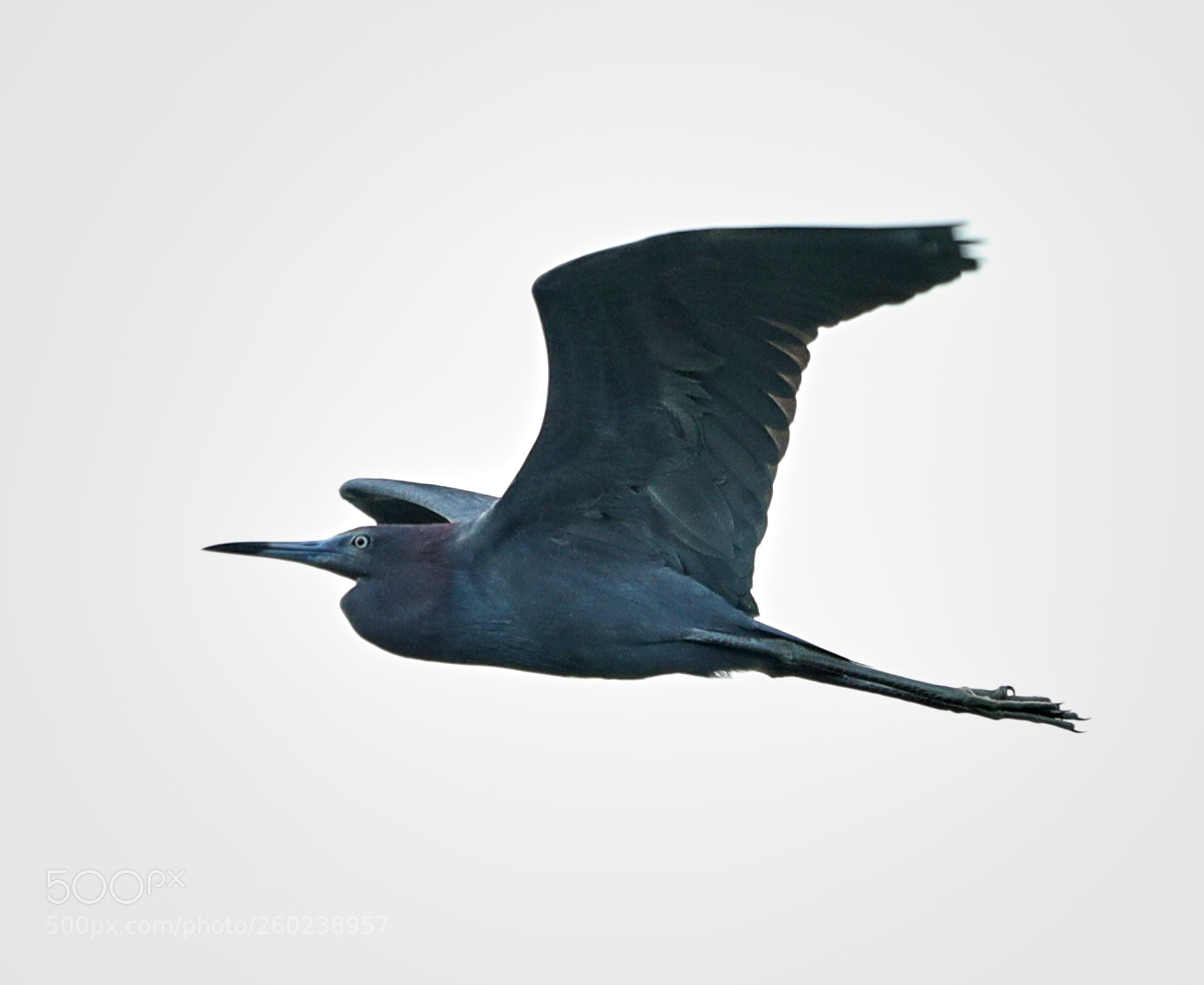 Canon EOS-1D X Mark II sample photo. 05-31-18-0020530.jpg photography