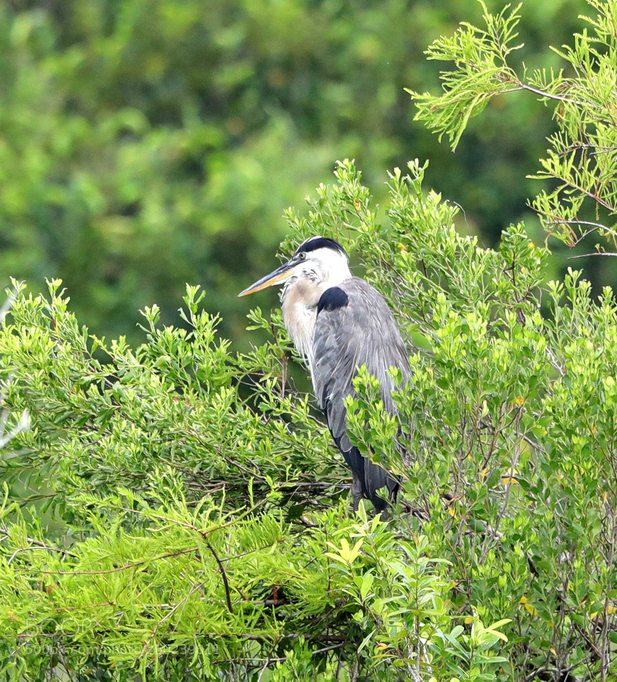Canon EOS-1D X Mark II sample photo. 05-31-18-0020518.jpg photography