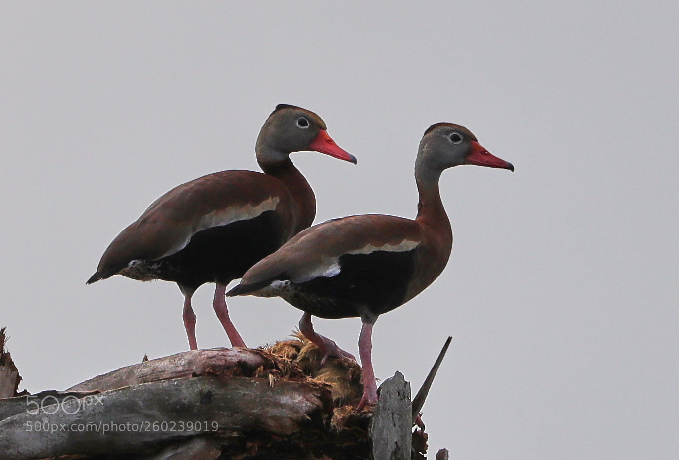 Canon EOS-1D X Mark II sample photo. 05-31-18-0020506.jpg photography