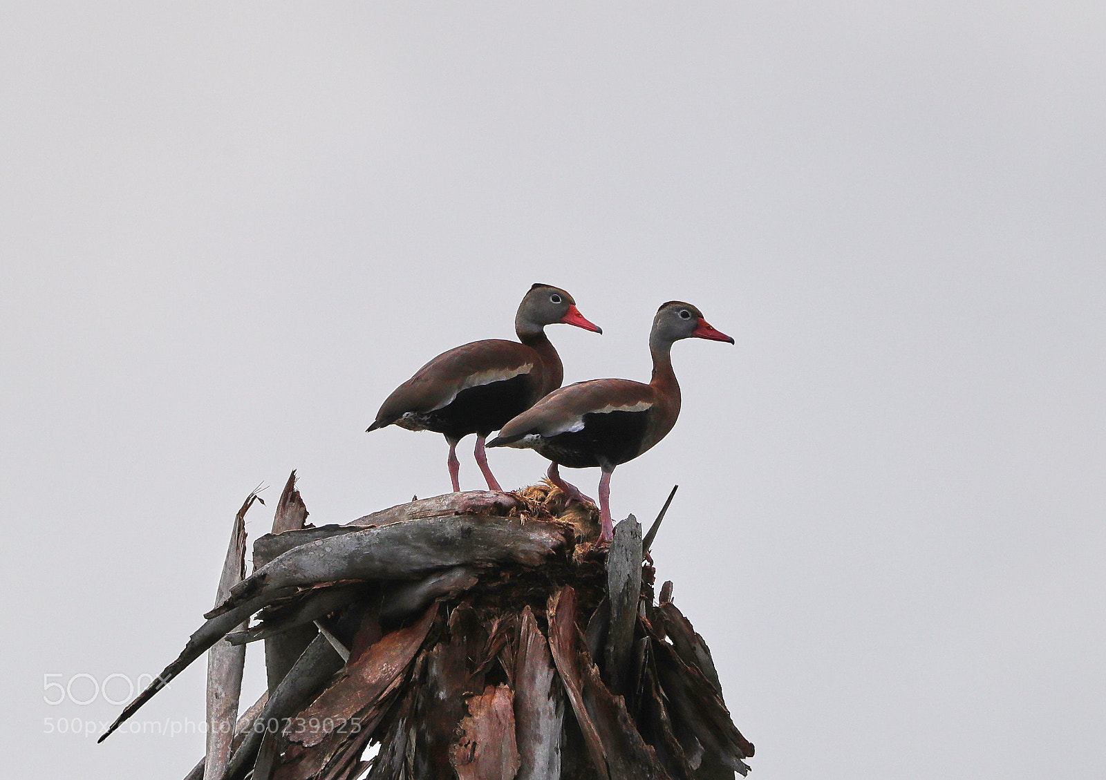 Canon EOS-1D X Mark II sample photo. 05-31-18-0020505.jpg photography