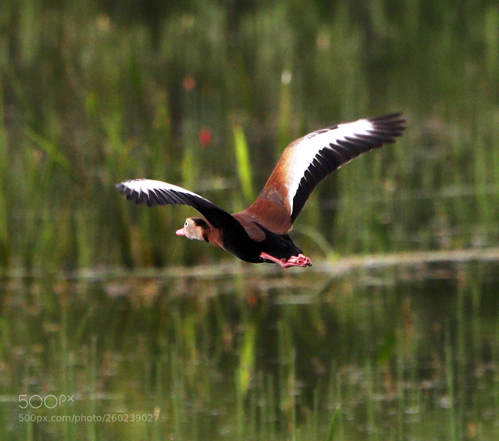 Canon EOS-1D X Mark II sample photo. 05-31-18-0020501.jpg photography