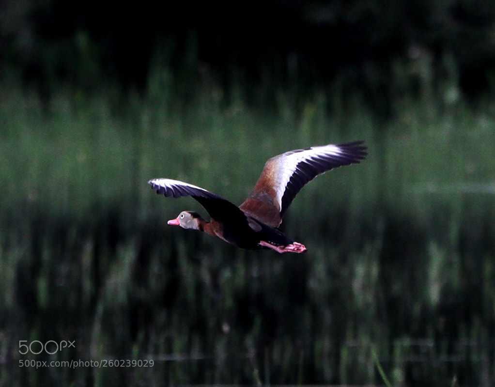 Canon EOS-1D X Mark II sample photo. 05-31-18-0020500 2.jpg photography