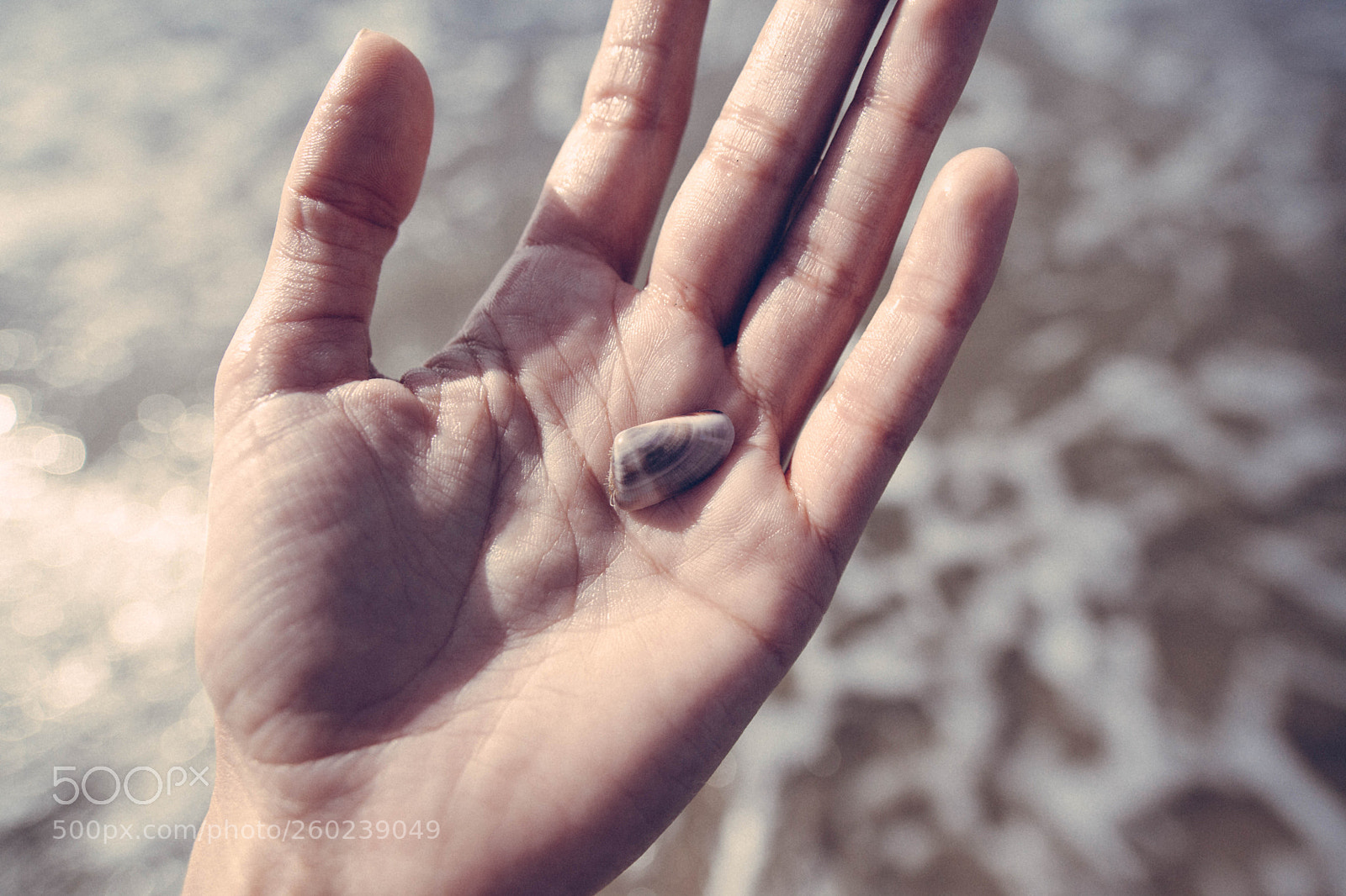Canon EOS 5D Mark II sample photo. Shell photography