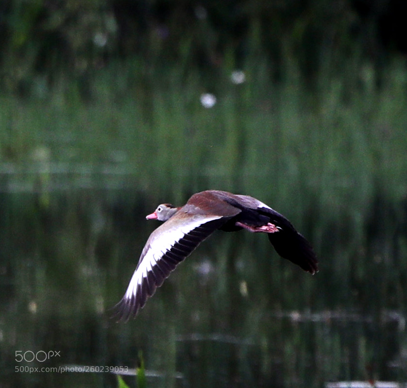Canon EOS-1D X Mark II sample photo. 05-31-18-0020500 1.jpg photography