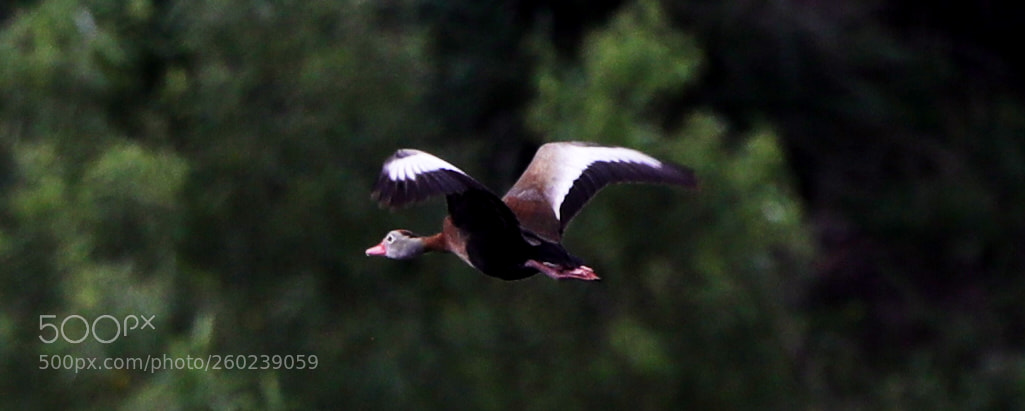 Canon EOS-1D X Mark II sample photo. 05-31-18-0020499 2.jpg photography