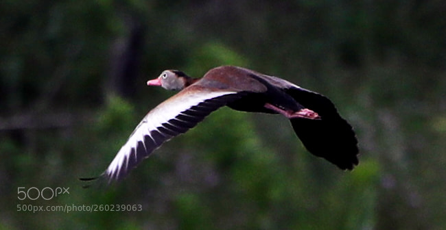 Canon EOS-1D X Mark II sample photo. 05-31-18-0020499.jpg photography
