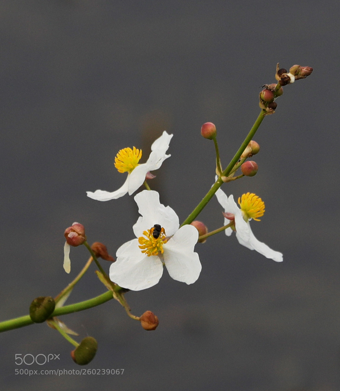 Canon EOS-1D X Mark II sample photo. 05-31-18-0020498.jpg photography