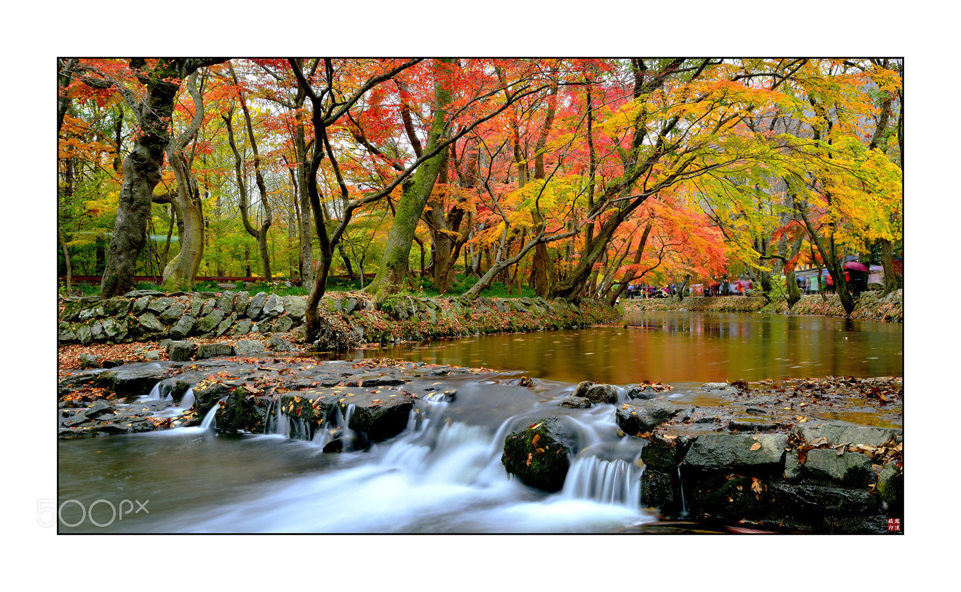 Nikon D800 sample photo. 선운사의 가을 photography