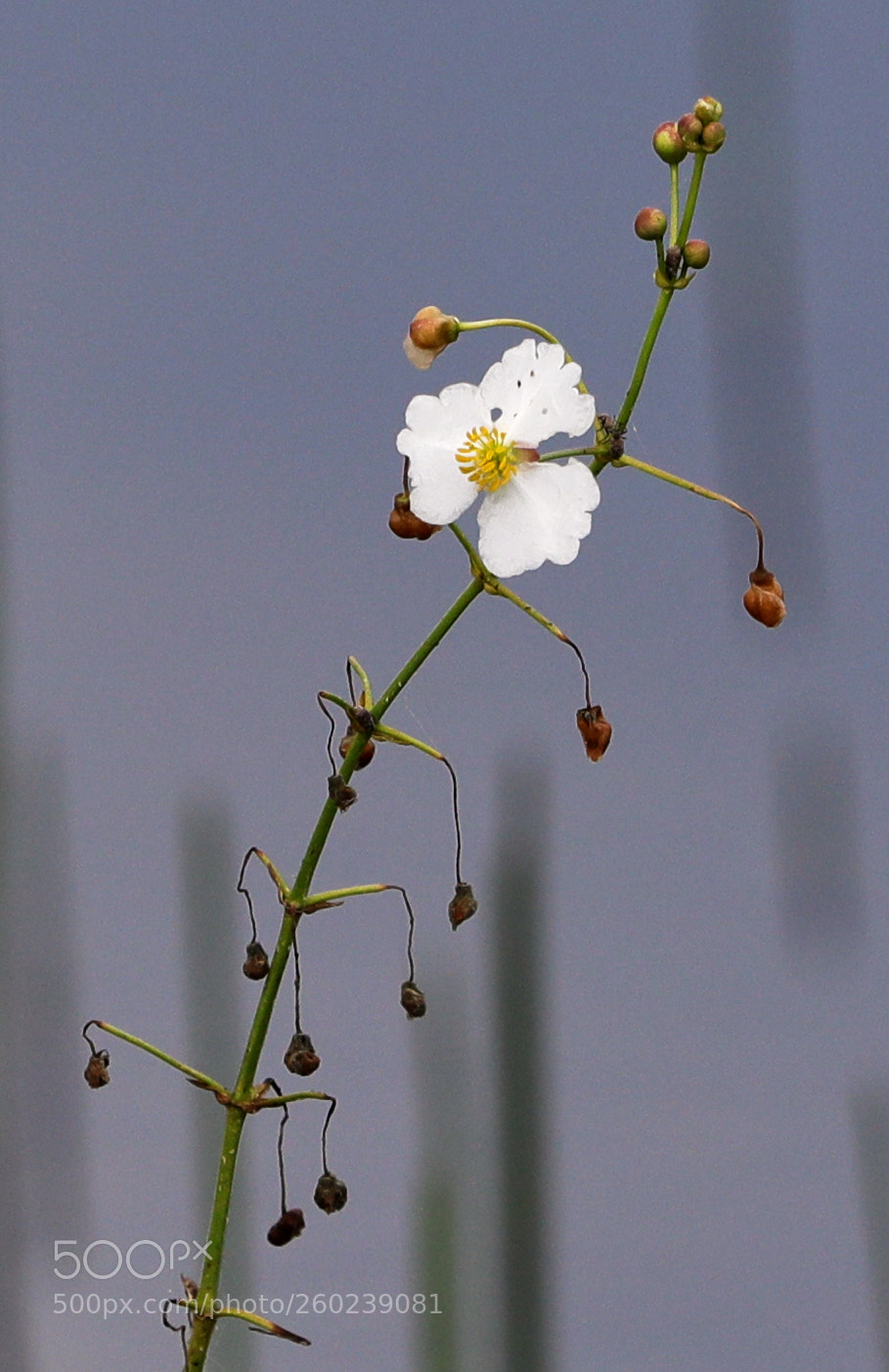 Canon EOS-1D X Mark II sample photo. 05-31-18-0020493.jpg photography