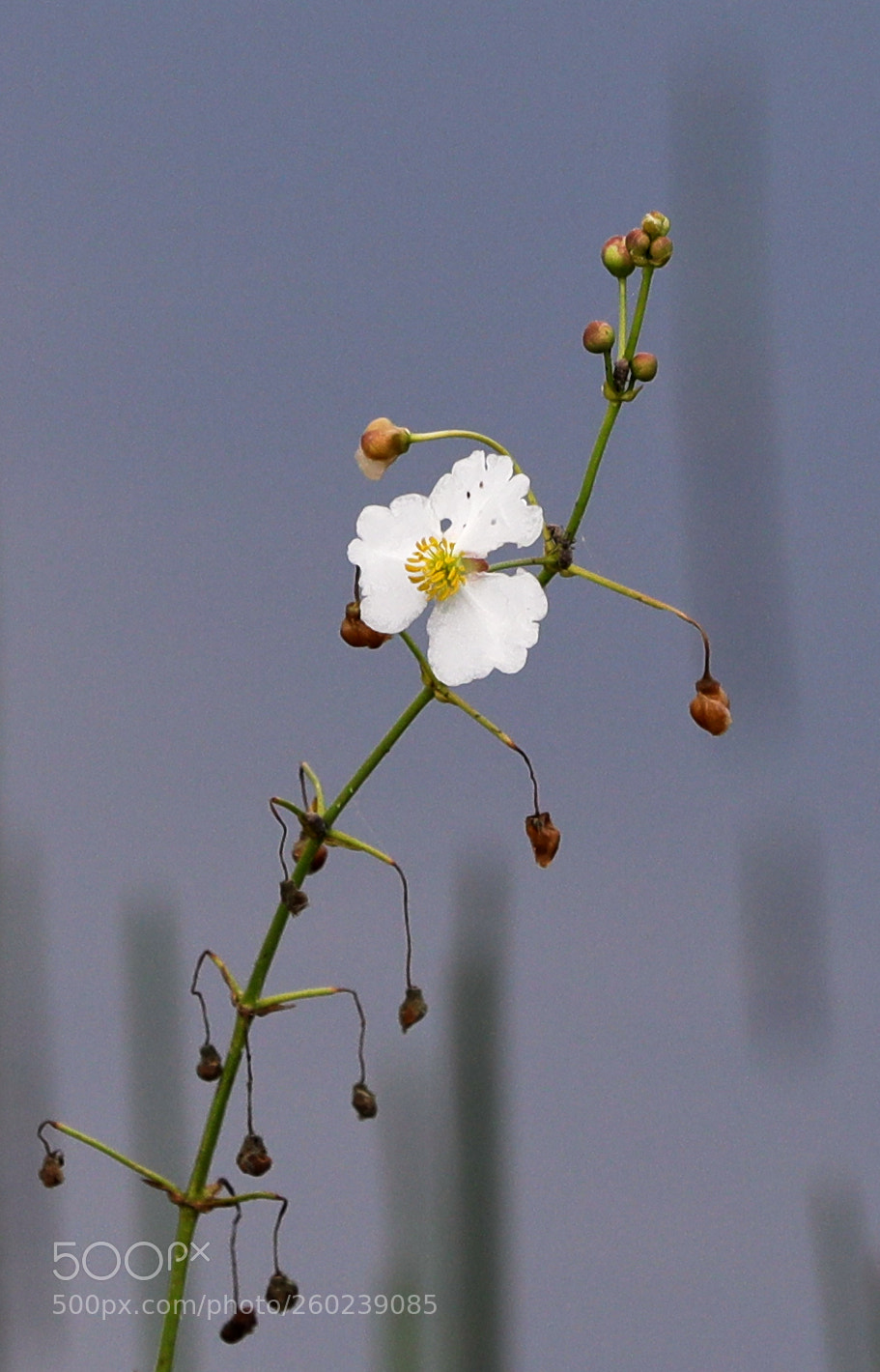 Canon EOS-1D X Mark II sample photo. 05-31-18-0020494.jpg photography