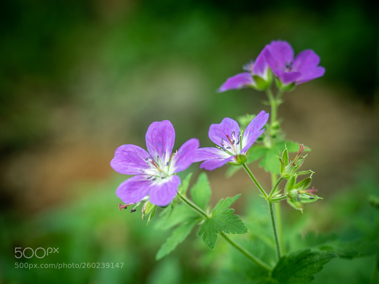 Olympus OM-D E-M5 II sample photo. Green photography