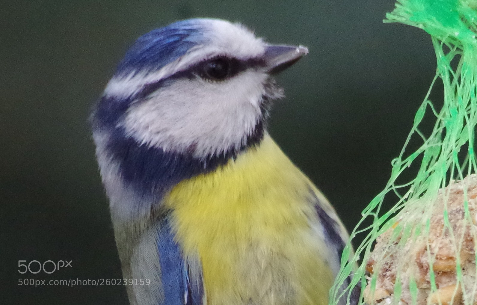Pentax K-30 sample photo. () photography