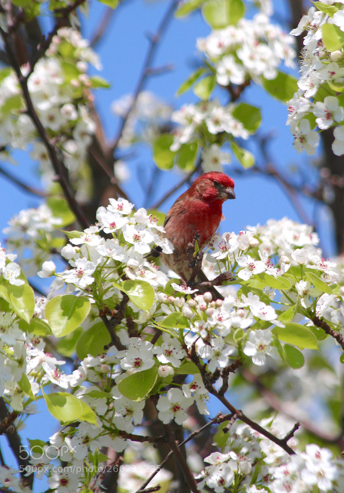 Canon EOS 700D (EOS Rebel T5i / EOS Kiss X7i) sample photo. House finch among the photography